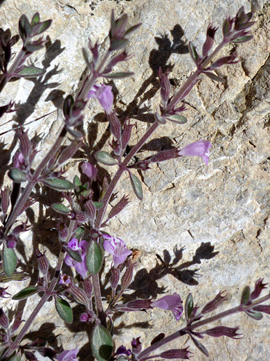 Dwarf False Pennyroyal
