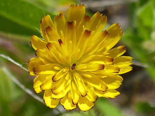 Cretanweed; Hedypnois cretica along Lower Fish Creek, Superstition Mountains, Arizona