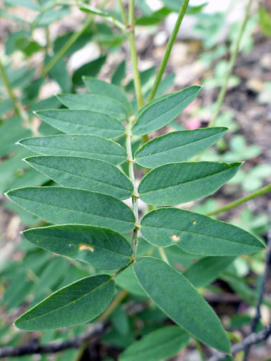 Western Sweetvetch 