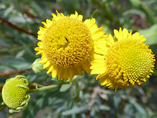 Common Sneezeweed; Three large flowerheads - helenium autumnale, Deerlodge Park, Dinosaur National Monument, Colorado