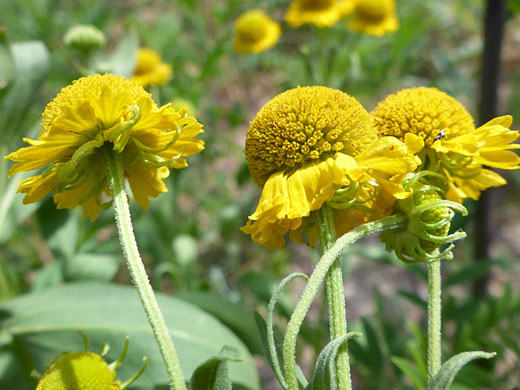 Common Sneezeweed