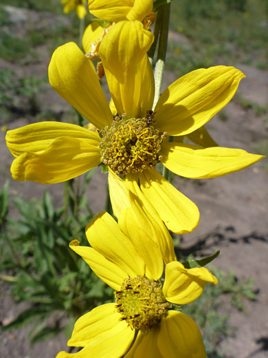 Fivenerve Sunflower; Fivenerve sunflower (helianthella quinquenervis), Deer Creek Lake Trail, Boulder Mountain, Utah