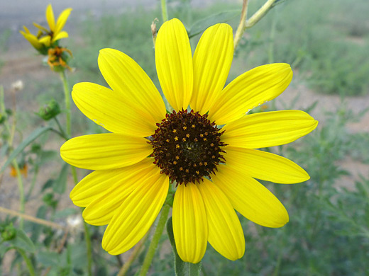 Prairie Sunflower; Brown-centered yellow flower of prairie sunflower (helianthus petiolaris) in Angel Peak Scenic Area, New Mexico