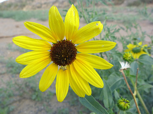 Prairie Sunflower