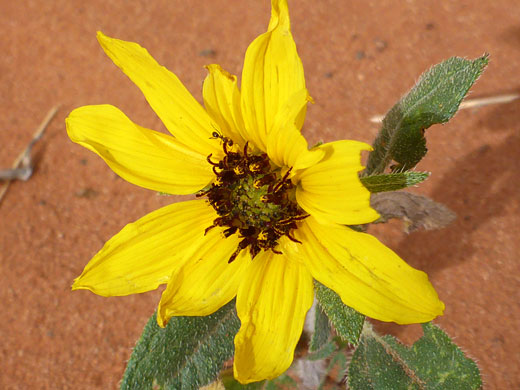 Purple-centered flowerhead