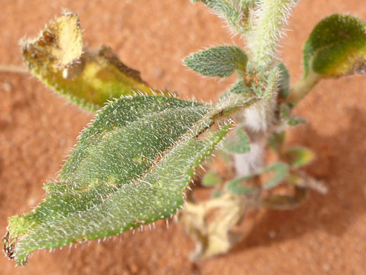 Lower stem leaves