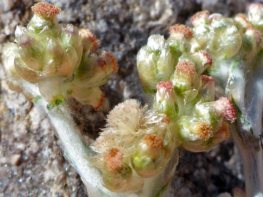 Jersey Cudweed; Helichrysum luteoalbum (Jersey cudweed), Munsen Canyon, Joshua Tree National Park, California