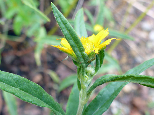 Upper stem leaves
