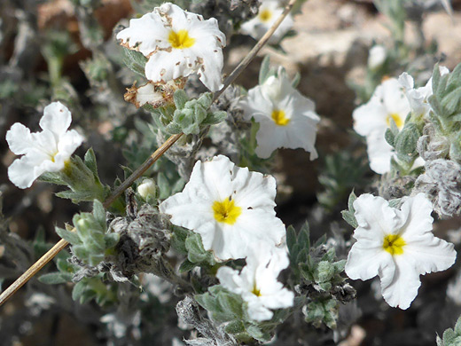 Leafy Heliotrope; Leaves and flowers of heliotropium confertifolium - Apache Canyon Trail, Big Bend National Park, Texas