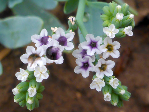 Developing inflorescence