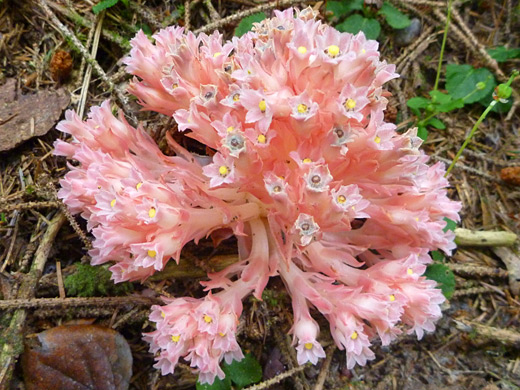 Gnome Plant; Hemitomes congestum along the Ossagon Trail, Prairie Creek Redwoods State Park, California