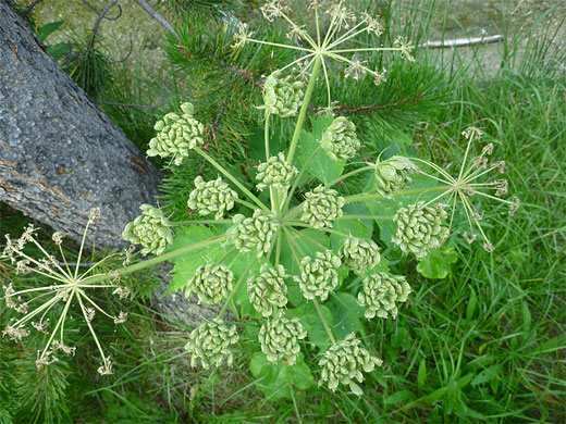 Cow Parsnip
