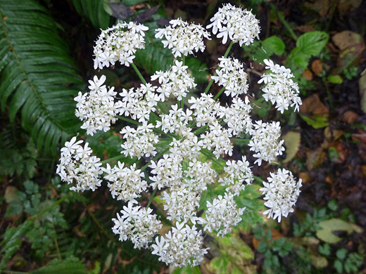 Cow Parsnip; Flat-topped cluster of cow parsnip (heracleum maximum) - Prairie Creek Redwoods State Park