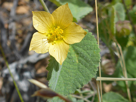 Curly Bladder Mallow; Five-petaled yellow flower - herissantia crispa on the slopes of Pinkley Peak, Organ Pipe Cactus National Monument, Arizona