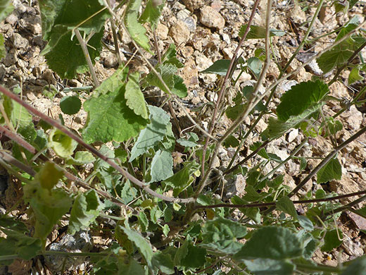 Curly Bladder Mallow