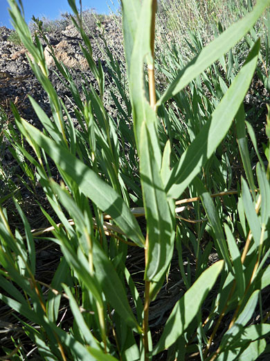 Gray Aster