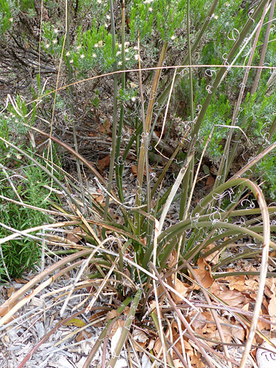 Red yucca, hesperaloe parviflora