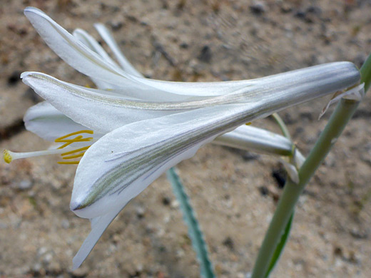 Desert Lily; Hesperocallis undulata, Mojave National Preserve, California