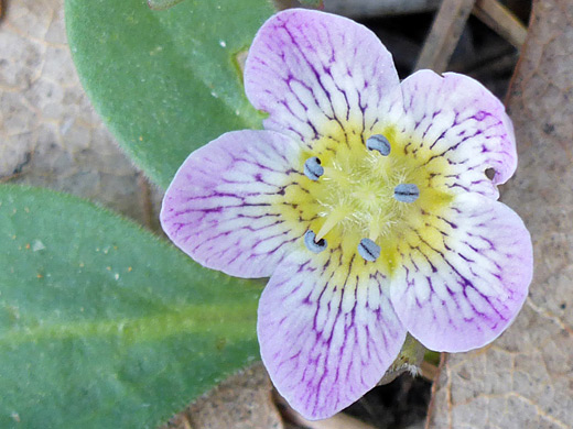 Dwarf Hesperochiron; Pink/white petals with purple veins; hesperochiron pumilus, Northgate Peaks Trail, Zion National Park, Utah