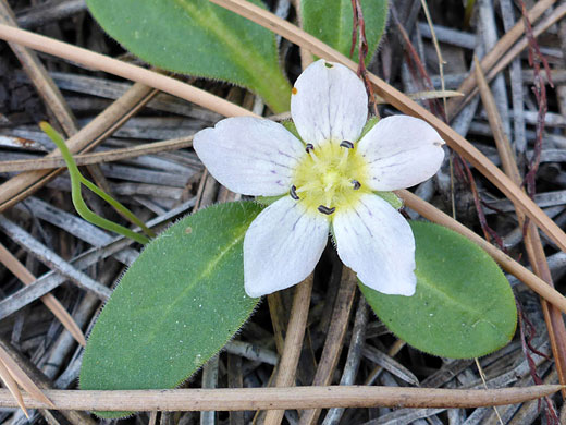 Five petals
