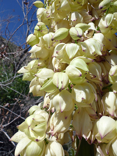Flowers of chaparral yucca