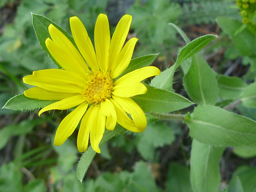 Rockyscree False Goldenaster; Hheterotheca fulcrata along the Gem Lake Trail in Rocky Mountain National Park, Colorado