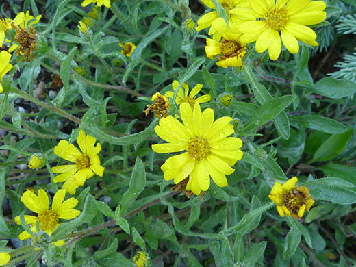 Alpine Goldenaster; Heterotheca pumila beside Hwy 82 on the west side of Independence Pass, Colorado