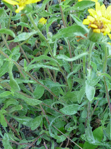 Leaves