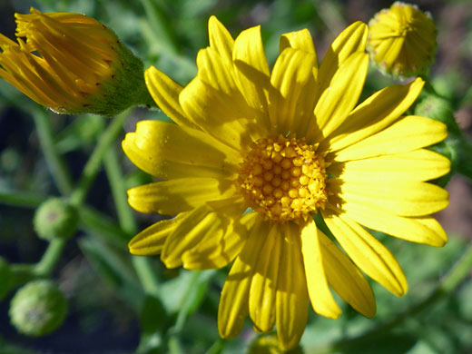 Camphorweed; Heterotheca subaxillaris (camphorweed), West Fork of Oak Creek, Sedona, Arizona