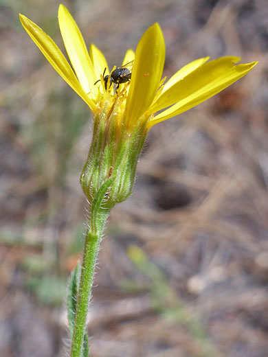 Narrow flowerhead