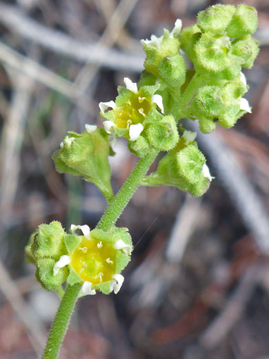 Little-Leaf Alumroot; Heuchera parvifolia, Glacier Trail, Great Basin National Park, Nevada