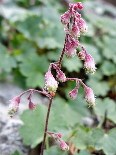 Pink Alumroot; Pink alumroot (heuchera rubescens), Mummy Spring Trail, Mt Charleston, Nevada