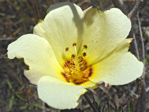 Cup-shaped flower