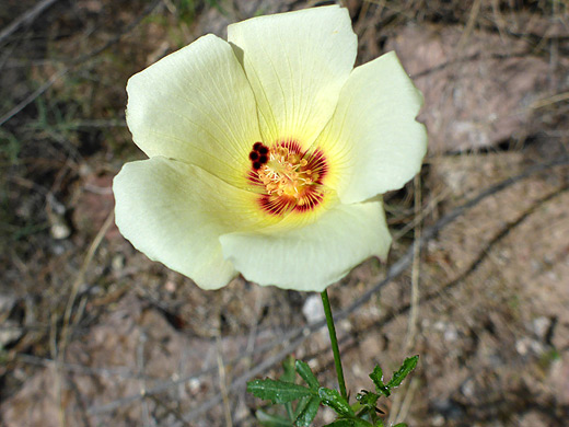 Desert Rosemallow; Desert rosemallow (hibiscus coulteri), Aravaipa Canyon, Arizona