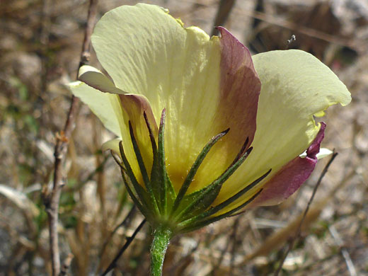 Pinkish-yellow petals