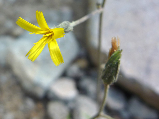 Greene's Hawkweed; Hieracium greenei, Crater Peak Trail, Crater Lake National Park, Oregon