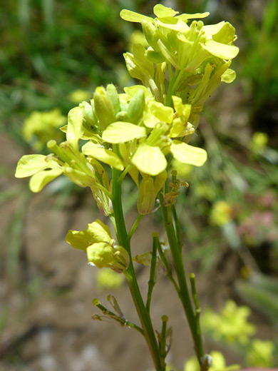 Shortpod Mustard; Yellow flowers of hirschfeldia incana, near Badger Springs, Agua Fria National Monument, Arizona