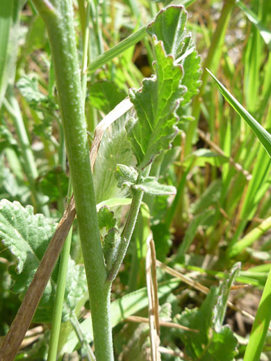 Stem and leaf