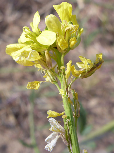 Withering flowers