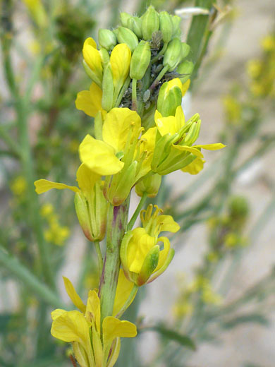 Buds and flowers