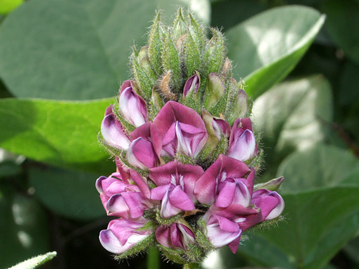 Roundleaf Leatherroot; White and purple flowers - roundleaf leatherroot (hoita orbicularis), in the wildflower garden at Montana de Oro State Park