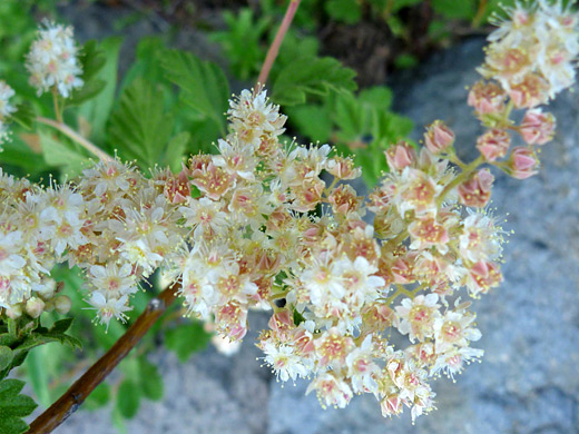 Mountain Spray; Pinkish white flower cluster of holodiscus dumosus, in Crater Lake National Park, Oregon
