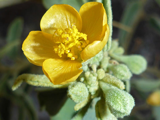 Newberry's Velvet-Mallow; Horsfordia newberryi (Newberry's velvet-mallow), Twin Peaks, Organ Pipe Cactus National Monument, Arizona