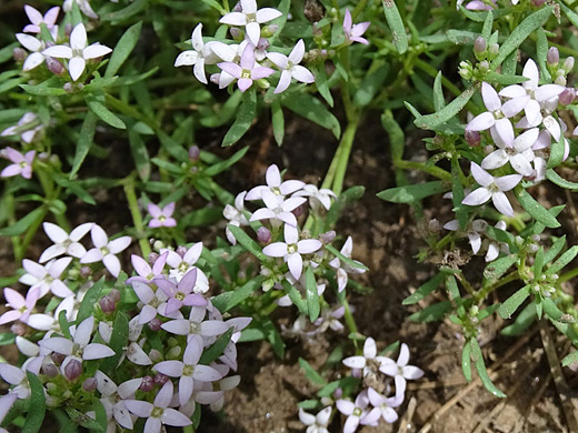 pygmy bluet; Four-lobed flowers of houstonia wrightii, West Fork of Oak Creek, Sedona, Arizona