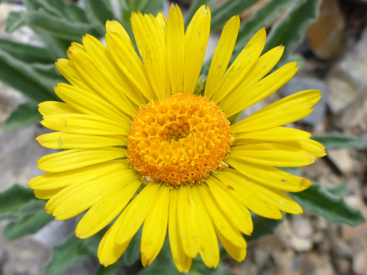 Alpine Gold; Hulsea algida (alpine gold), Glacier Trail, Great Basin National Park, Nevada