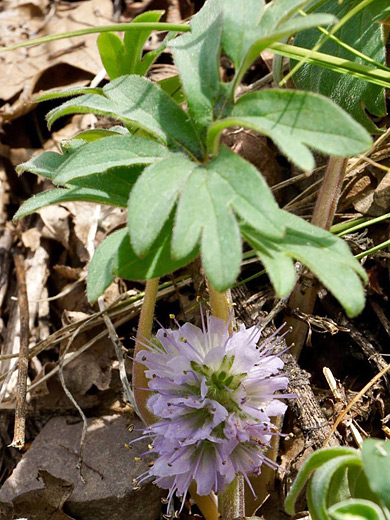 Ballhead Waterleaf; Hydrophyllum capitatum, Black Canyon of the Gunnison National Park, Colorado