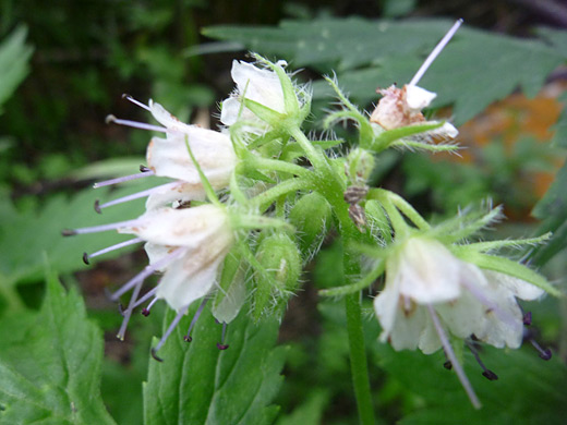 Fendler's Waterleaf; Fendler's waterleaf along the Mosca Pass Trail, Great Sand Dunes National Park, Colorado