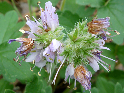 Western Waterleaf; Pink/purple flowers and bristly bracts - hydrophyllum occidentale along the Thomas Point Trail, Sedona, Arizona