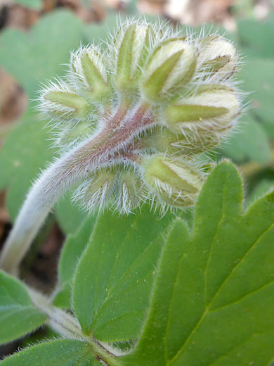 Hairy sepals