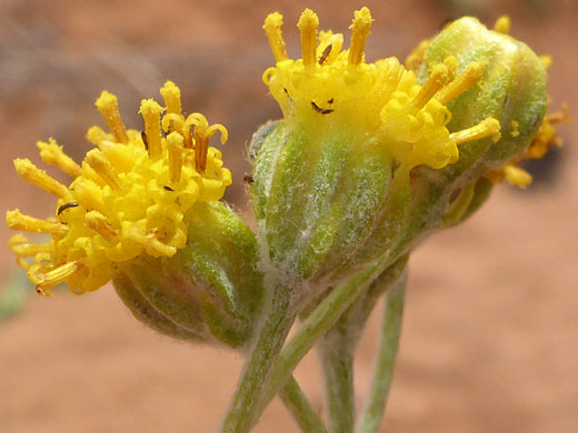 Three flowerheads